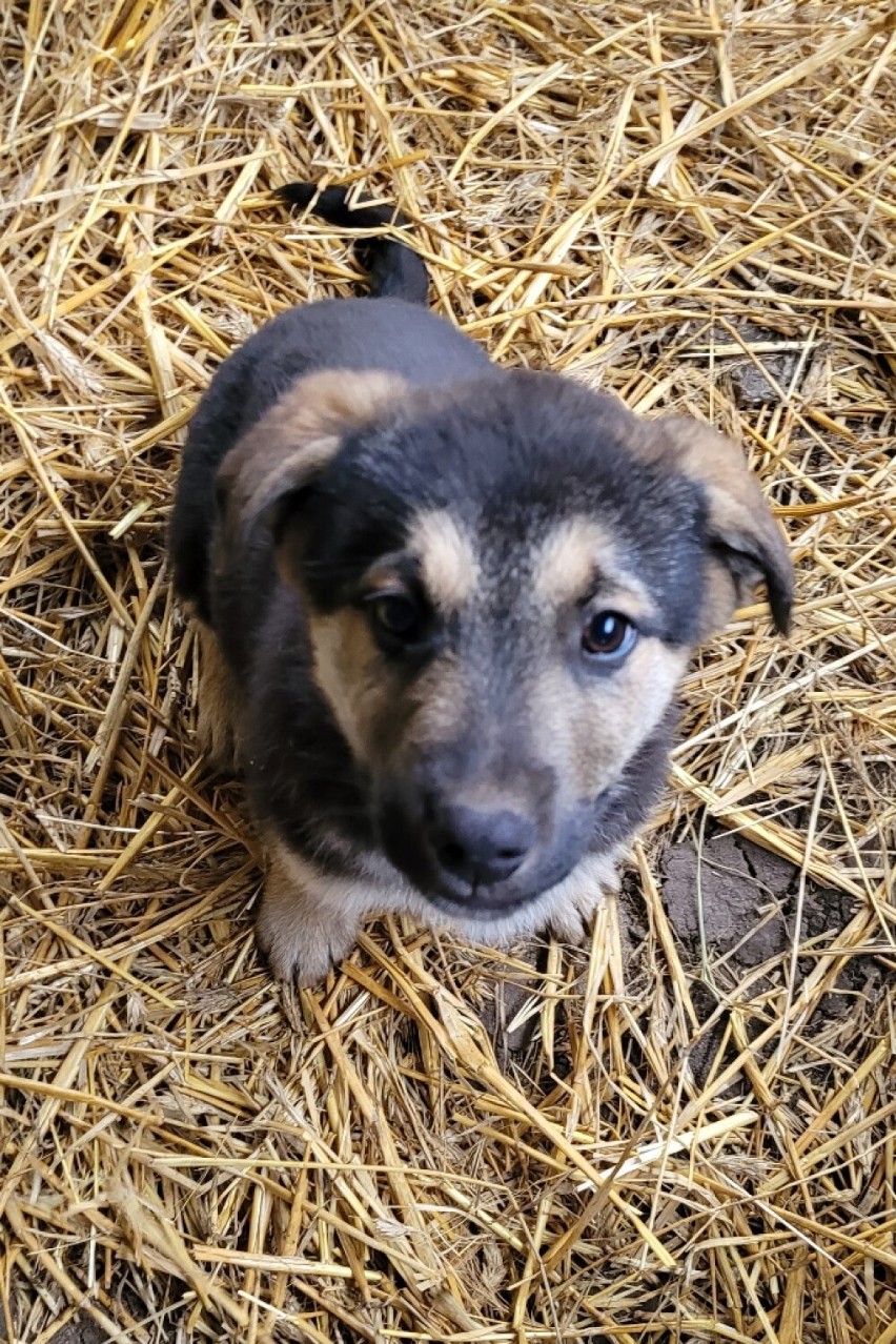 Kto chce adoptować pieska? Siedem uroczych szczeniąt czeka na nowy dom 