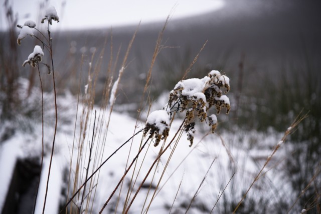 Przejdź do galerii i zobacz piękne zdjęcia zimy w leśnym aroboretum w Janowie Lubelskim.