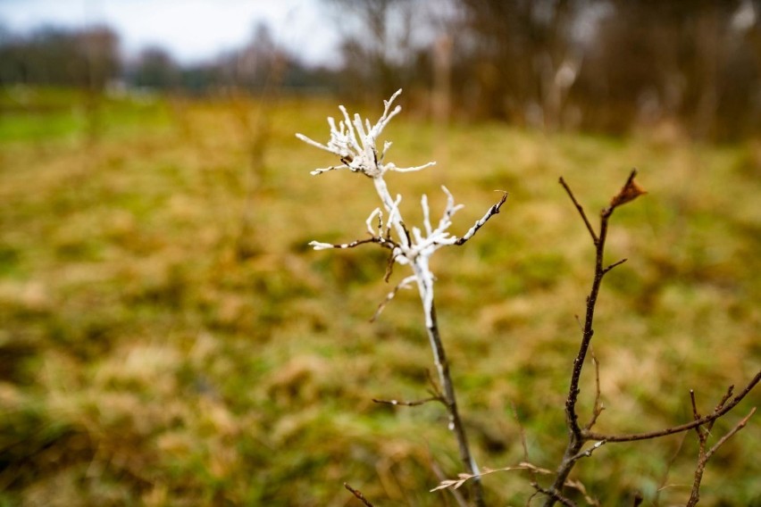 25 tys. drzew – długowiecznych gatunków m.in. dębów, wiązów...