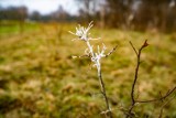 Krakowianie rok temu zasadzili Las Prawiek, upamiętniający przyznanie literackiego Nobla Oldze Tokarczuk. Jak wygląda dziś?