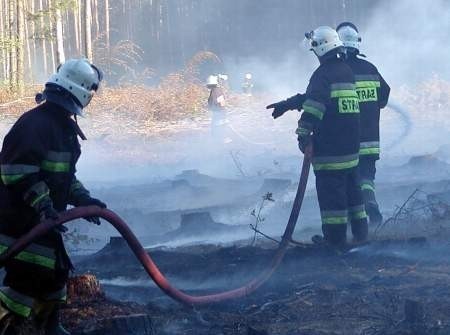 Siedem zastępów straży brało udział w gaszeniu pożaru w Leśnictwie Zapowiednik. Fot. Janusz Rokiciński