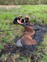 Koń ugrzązł w błocie! Uratowali go strażacy z Bytomia