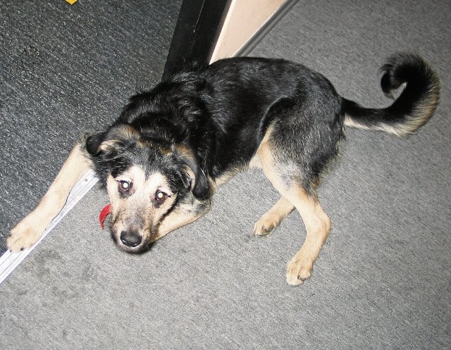 Pies, który trafił do naszej redakcji, już dziś zamieszka z właścicielem.