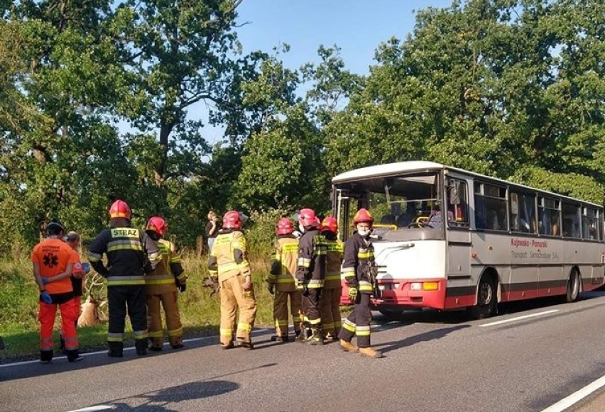Wypadek na drodze Włocławek - Brześć Kujawski. Autobus wiozący uczniów uderzył w jelenia [zdjęcia]