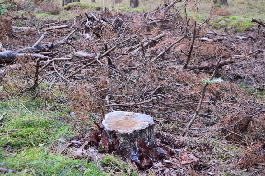 Wycinka drzew w Mikoszewie. Nadleśnictwo Elbląg wyjaśnia: nie ma powodu do obaw