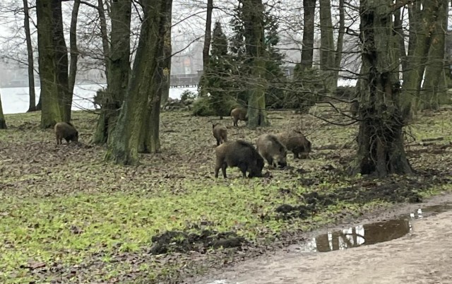 Dziki żerujące w parku koło plaży miejskiej