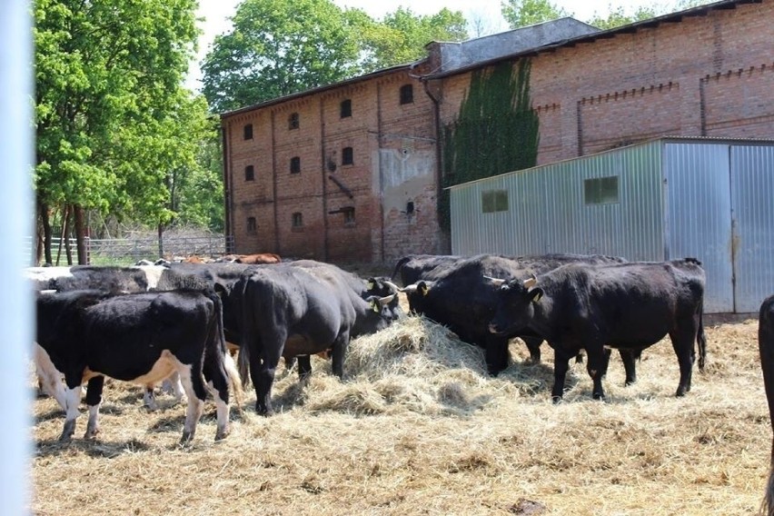 Tematem wolnych krów cała Polska żyła od maja 2019 r.