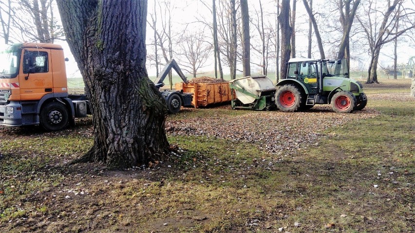 Usuwanie liści w Parku Nadodrzańskim w Opolu z pomocą...