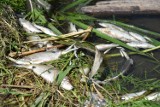 Jezioro Jelonek. Tysiące śniętych ryb na brzegach Wenei. Czy można było temu zapobiec?
