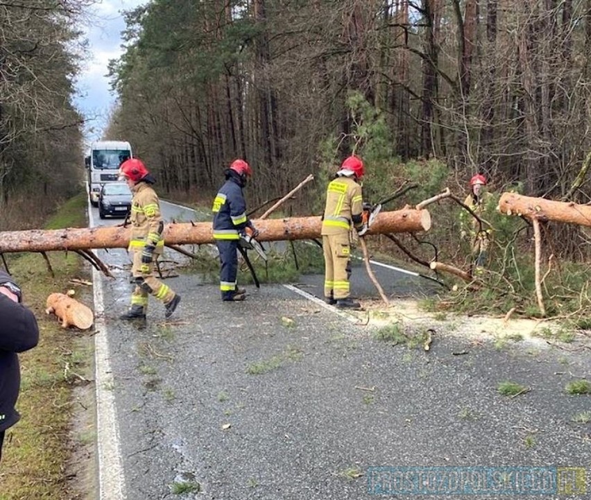 Drzewo zablokowało drogę w Opolu.