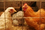 Wysoce zjadliwa ptasia grypa HPAI już w Polsce - weterynarze apelują do hodowców drobiu o ostrożność