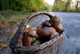 Kujawsko-Pomorskie. Takie grzyby można zbierać w sierpniu. Ogromny wysyp grzybów w lasach regionie