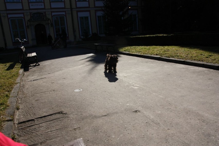 Zakaz wprowadzania psów do Parku Oliwskiego bez efektów. Kiedy będą specjalne wybiegi dla psów?