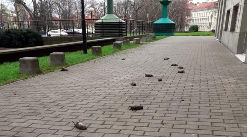 Martwe ptaki znalezione pod zabawie sylwestrowej w Warszawie