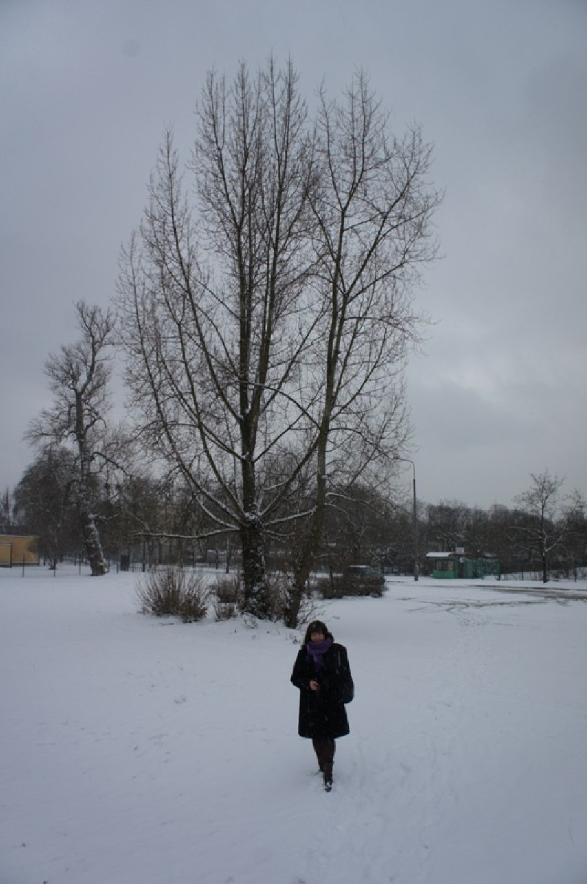 Posypało śniegiem w Toruniu