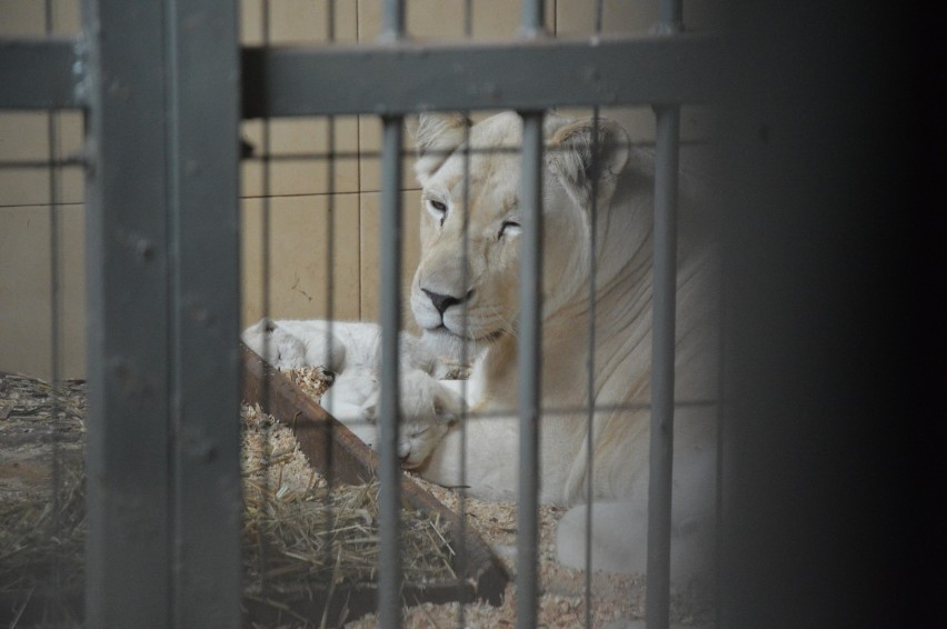 Białe lwy i białe tygrysy bengalskie przyszły na świat w Zoo...