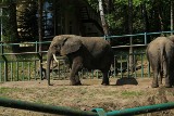 Królowe oliwskiego zoo - słonice Katka i Wiki. Stań oko w oko ze słoniem! [ZDJĘCIA]