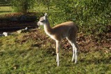 Małe gwanako urodziło się we wrocławskim zoo (ZDJĘCIA)