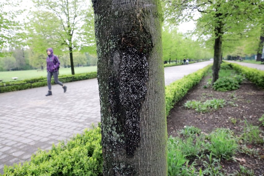 Ohydny owad skupieniec lipowy zaatakował drzewa w Legnicy, zobaczcie zdjęcia