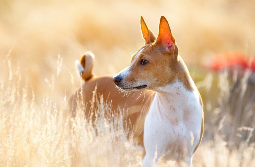 Basenji to niewielkie psy, które osiągają wagę od 9,5 do 11...