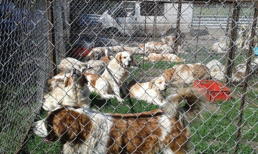 Odebrano 29 psów pod Skokami
Do wągrowieckiego sądu wysłano...