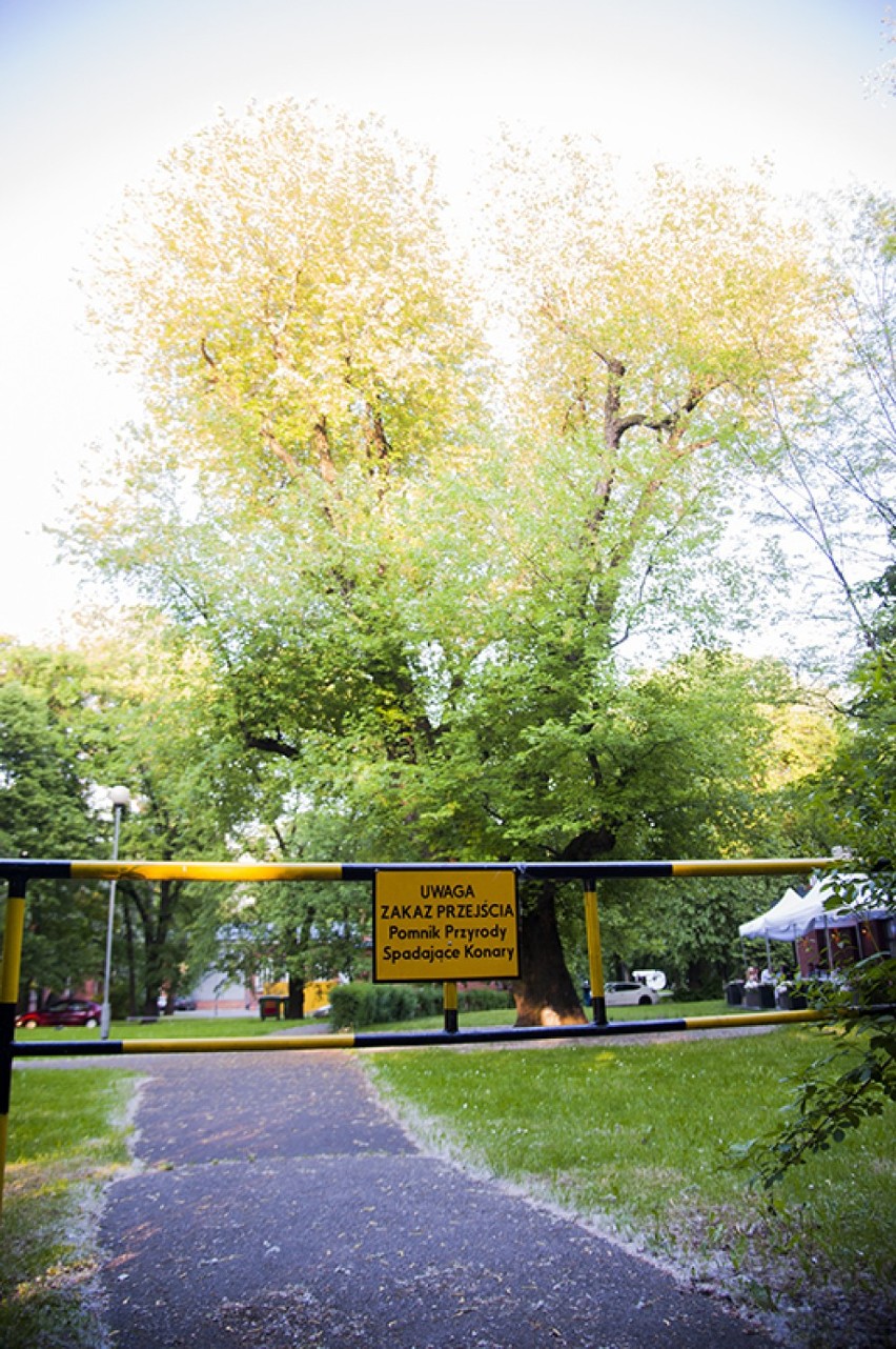 Wycinka drzew w parku "Kisiela" - maj 2013