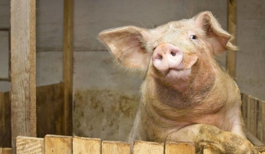 Kwik wydawany przez świnię może osiągnąć nawet 115 decybeli,...