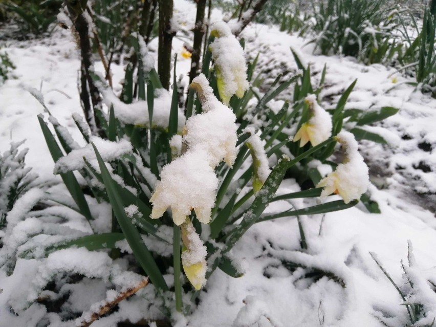 Śnieg w połowie kwietnia to rzadkość.