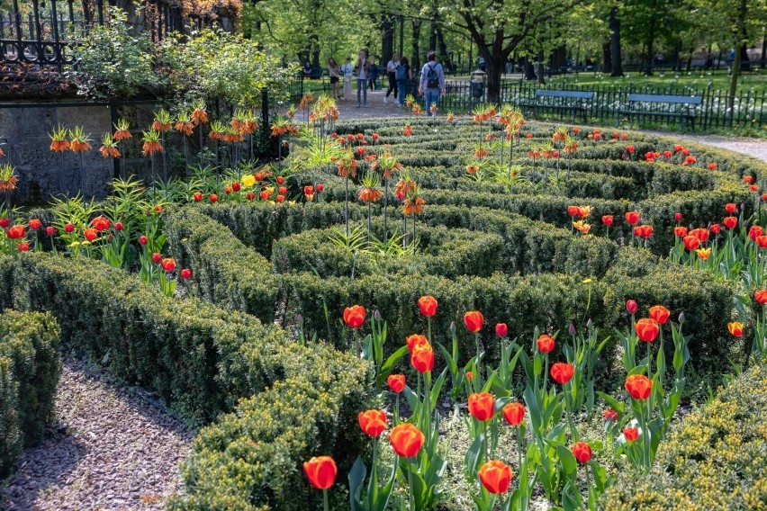 Kraków. Planty zamieniają się w rajski ogród pełen roślin [ZDJĘCIA] 11.05.22