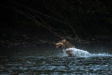 Lasy Państwowe w obiektywie leśników. Zobaczcie naturę z bliska na niesamowitych zdjęciach! 