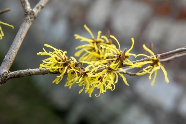 Jaka będzie pogoda w niedzielę 17.03.2019 i w II połowie marca 2019? Kiedy wiosna 2019? Prognoza pogody na najbliższe dni!