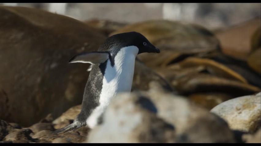 Penguins

Film dokumentalny o życiu pingwinów w ich...