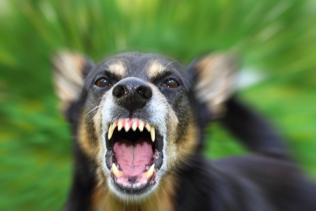 Psy zagryzły mężczyznę na terenie nowosolskiej firmy