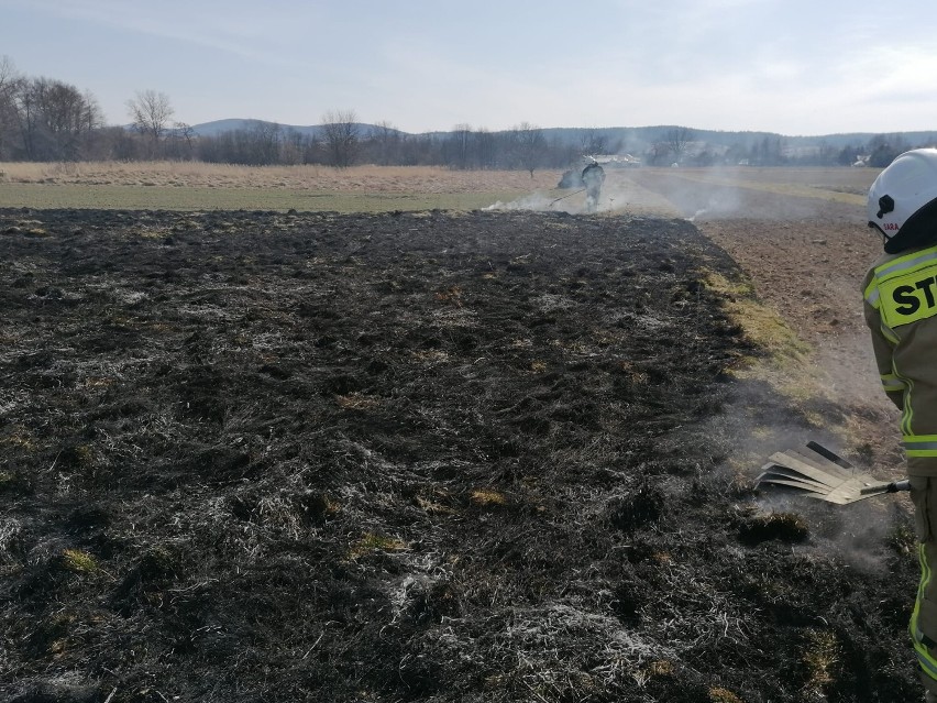 Pożar traw w Krygu i Lipinkach, 20 marca 2022 r