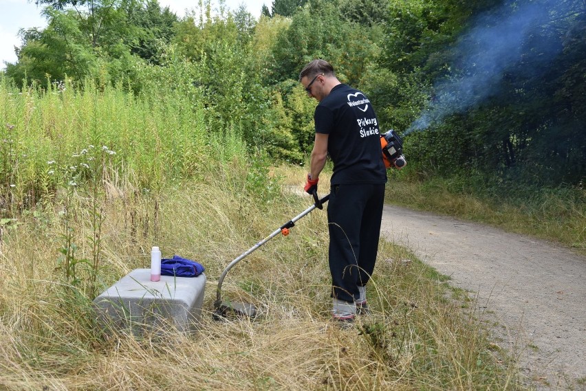 Wolontariusze Gwoździa koszą trawniki w Piekarach Śląskich....