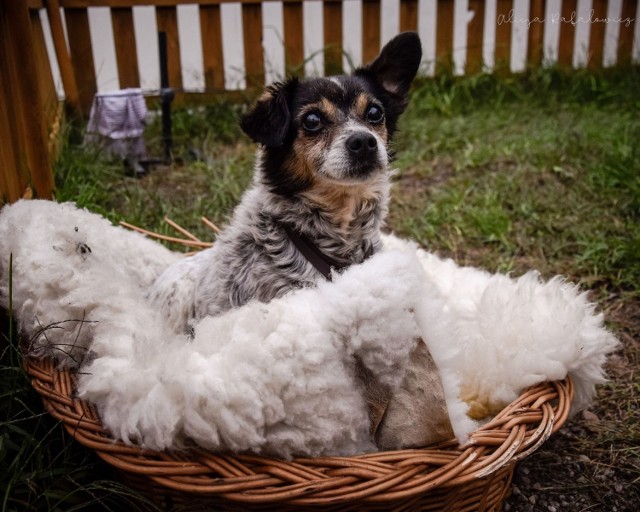 Schronisko prosi o pomoc, potrzebne są koce, które pomogą psom przetrwać zimę.