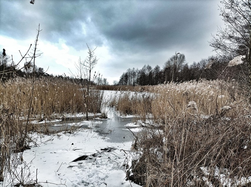 Obrazki z Mikoszewa - natura nad Zatoką Gdańską, zima 2023