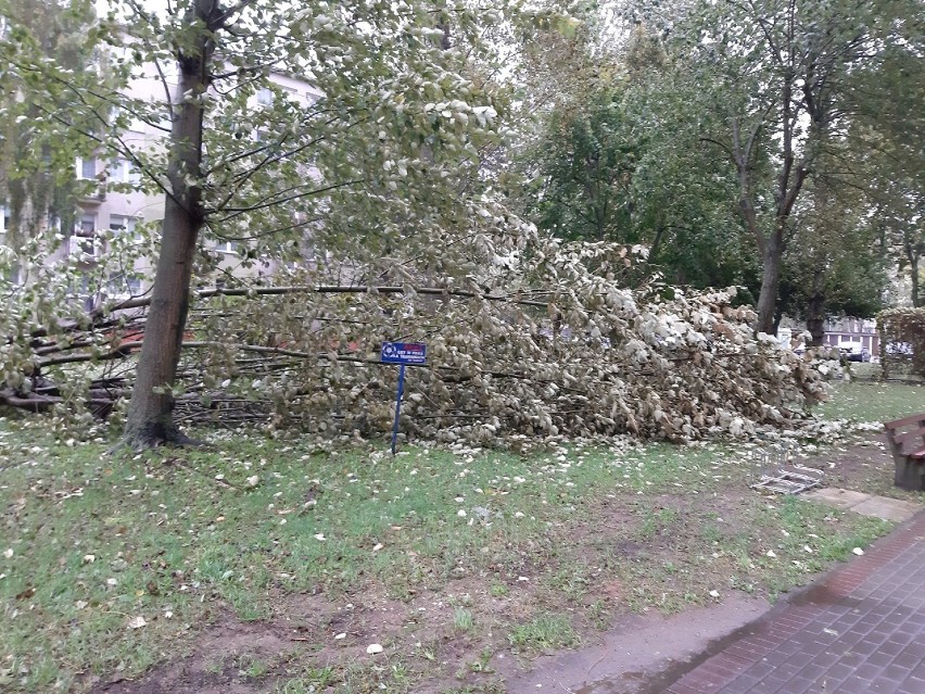 Wiatr powalił ponad 20 metrowe drzewo na osiedlu mieszkaniowym w Ustce. Wyrwał je z korzeniami [ZDJĘCIA]
