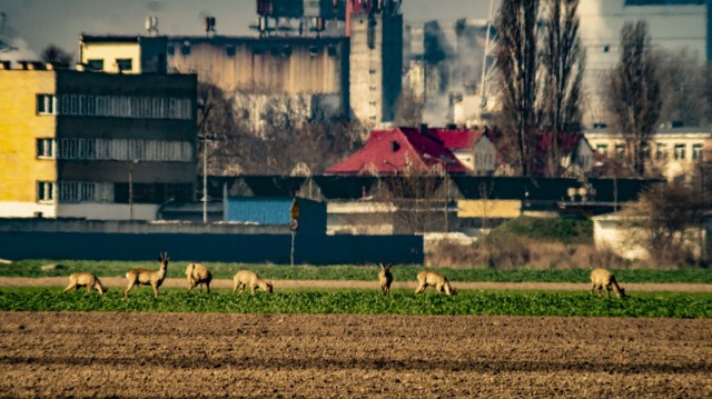 Wybraliśmy się na spacer po Mątwach, dzielnicy Inowrocławia