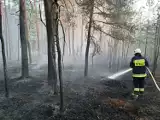 Wysokie zagrożenie pożarowe na Lubelszczyźnie. Spłonęło ponad 7 ha lasu