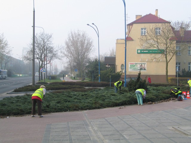 Prace pielęgnacyjne przy zieleni na skwerze na ul. Armii Krajowej w Głogowie