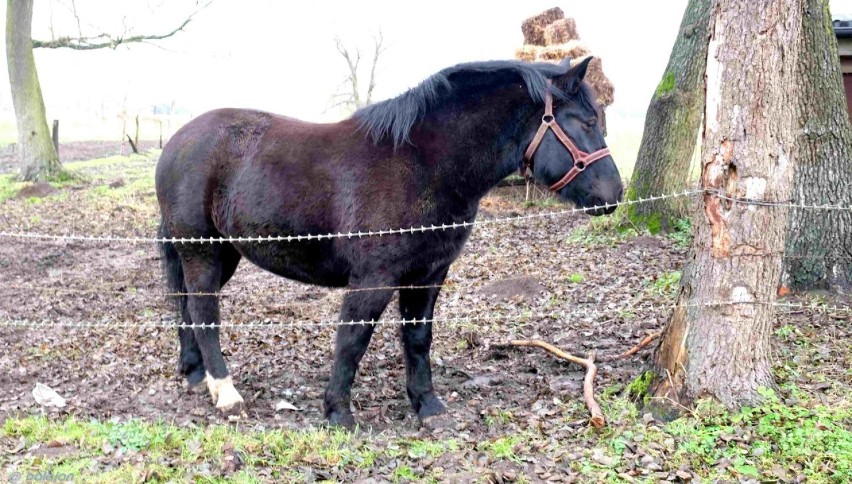 Konie, kaczki, dzięcioł, dzieła bobrów... Spacer nad rzeką Krąpiel na obrzeżach Stargardu. Zdjęcia Jana Balewskiego