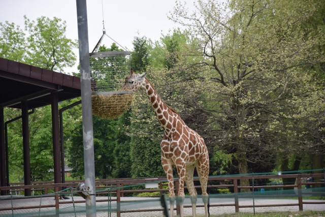 Wizyta w chorzowskim zoo ZDJĘCIA