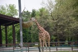Wizyta w chorzowskim zoo ZDJĘCIA