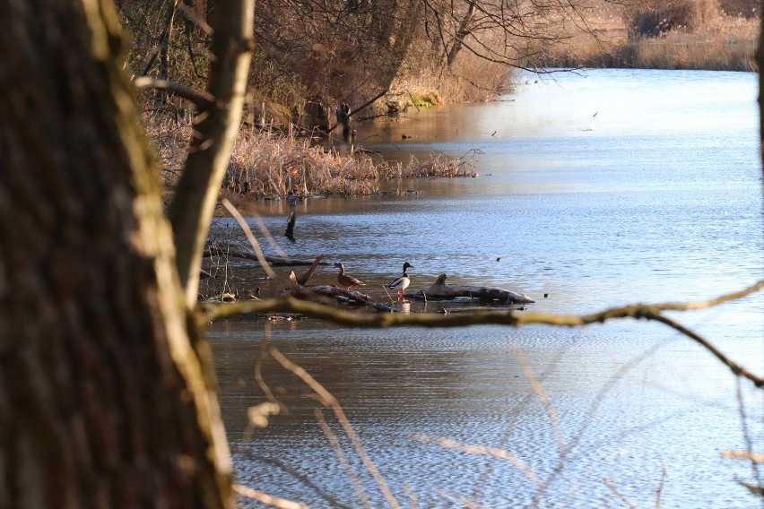 Wiosennie w powiecie inowrocławskim [zdjęcia]