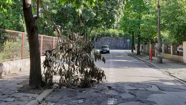 Gałąź zdążyła uschnąć, nim ktokolwiek z Miejskiego Zarządu Dróg zainteresował się sprawą.