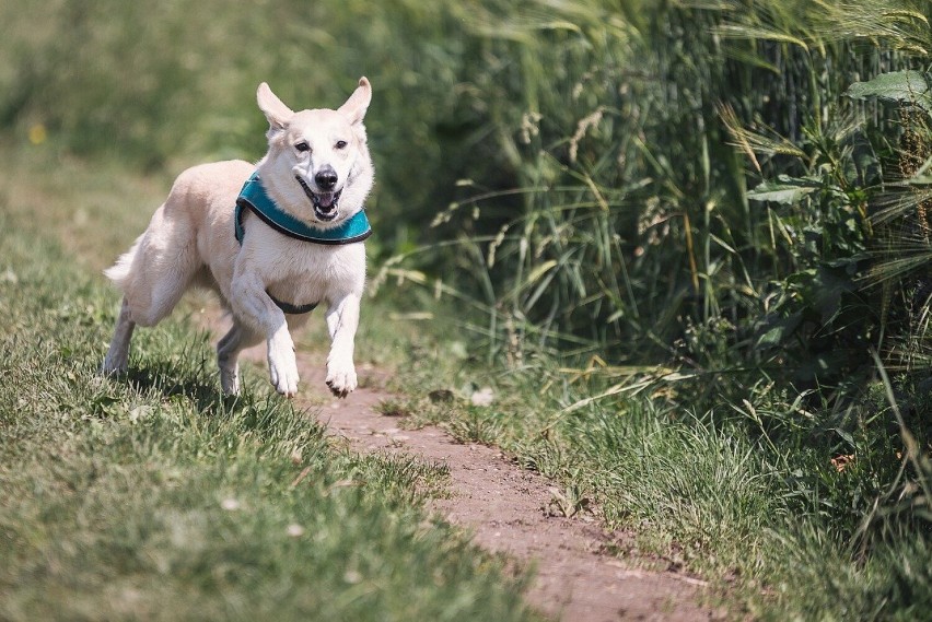 Gniezno. Już w niedzielę w Stadzie Ogierów biegacze pobiegną z… psami!