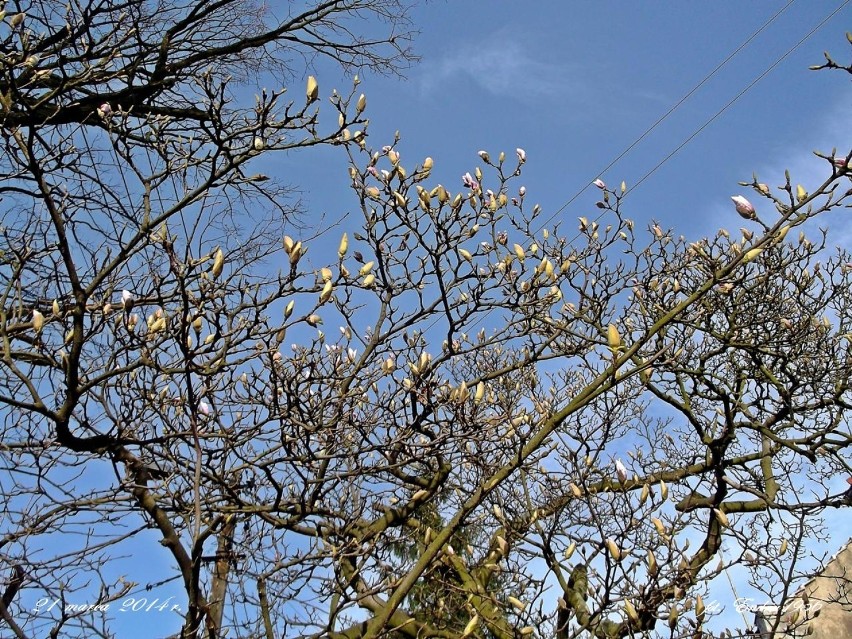 Nowosolskie magnolie.