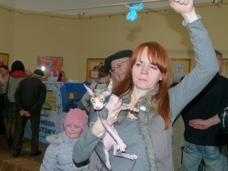 Pokaz kotów rasowych w tomaszowskim muzeum