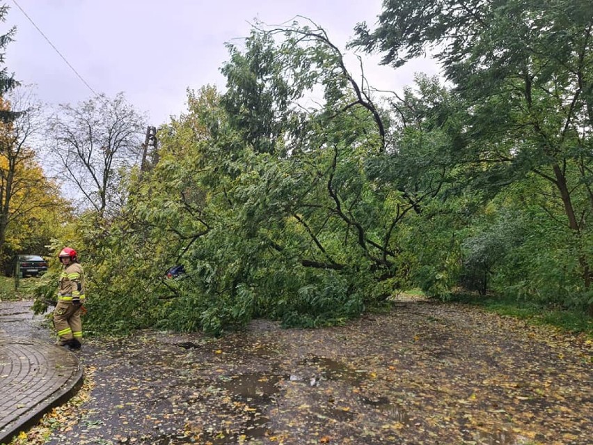 Drzewa spadały na auta. Ponad 50 interwencji strażaków z Goleniowa i okolic